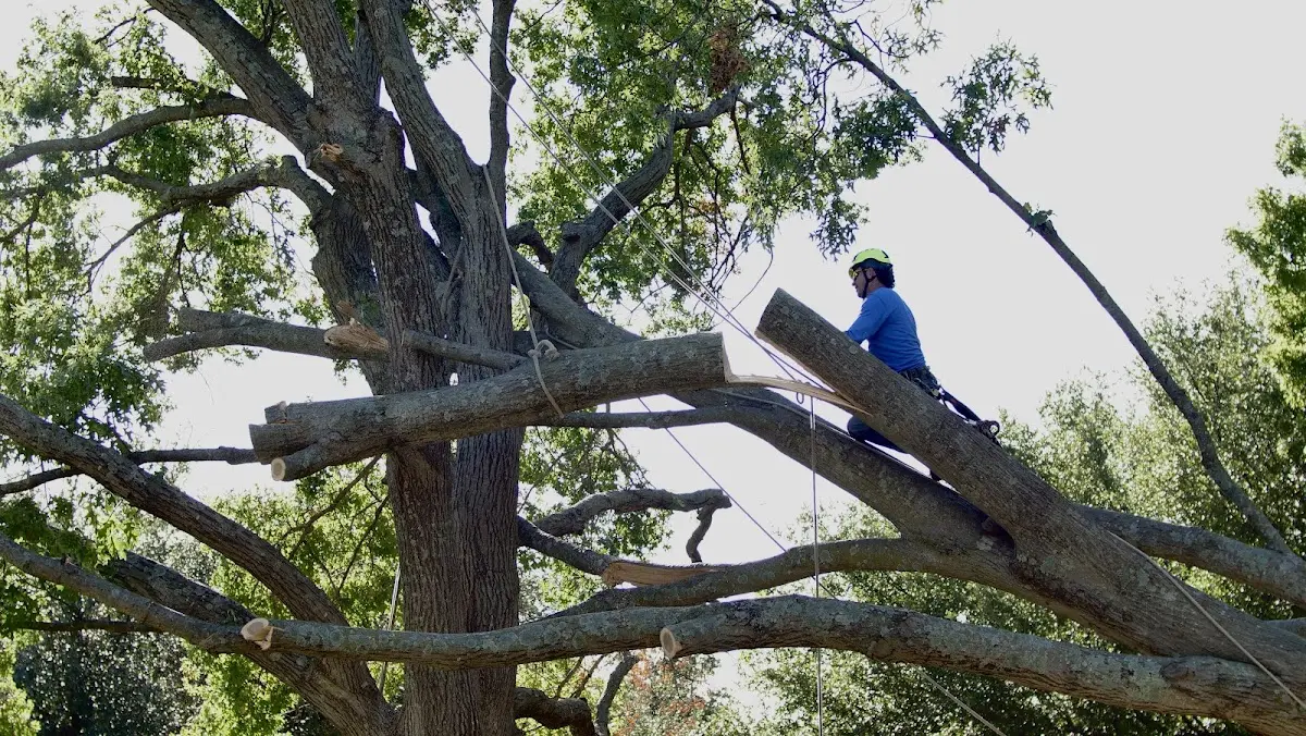 Professional Crown Thinning performed by certified arborists in Frostburg