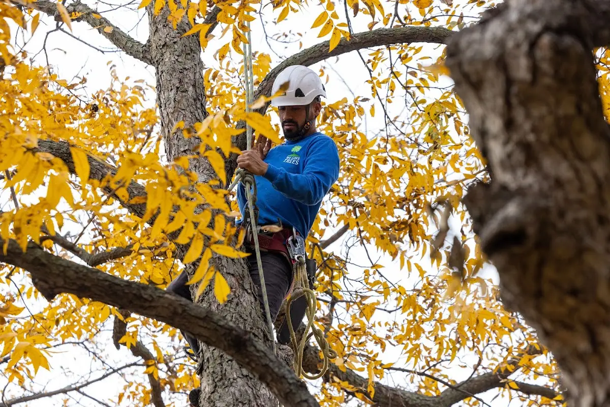 Skilled Tree Pruning crew working in Frostburg
